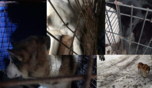 В Горбатке отловлено 5 безнадзорных собак