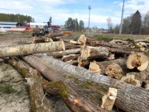 За стадионом «Олимп» идут работы по подготовке территории к высадке деревьев